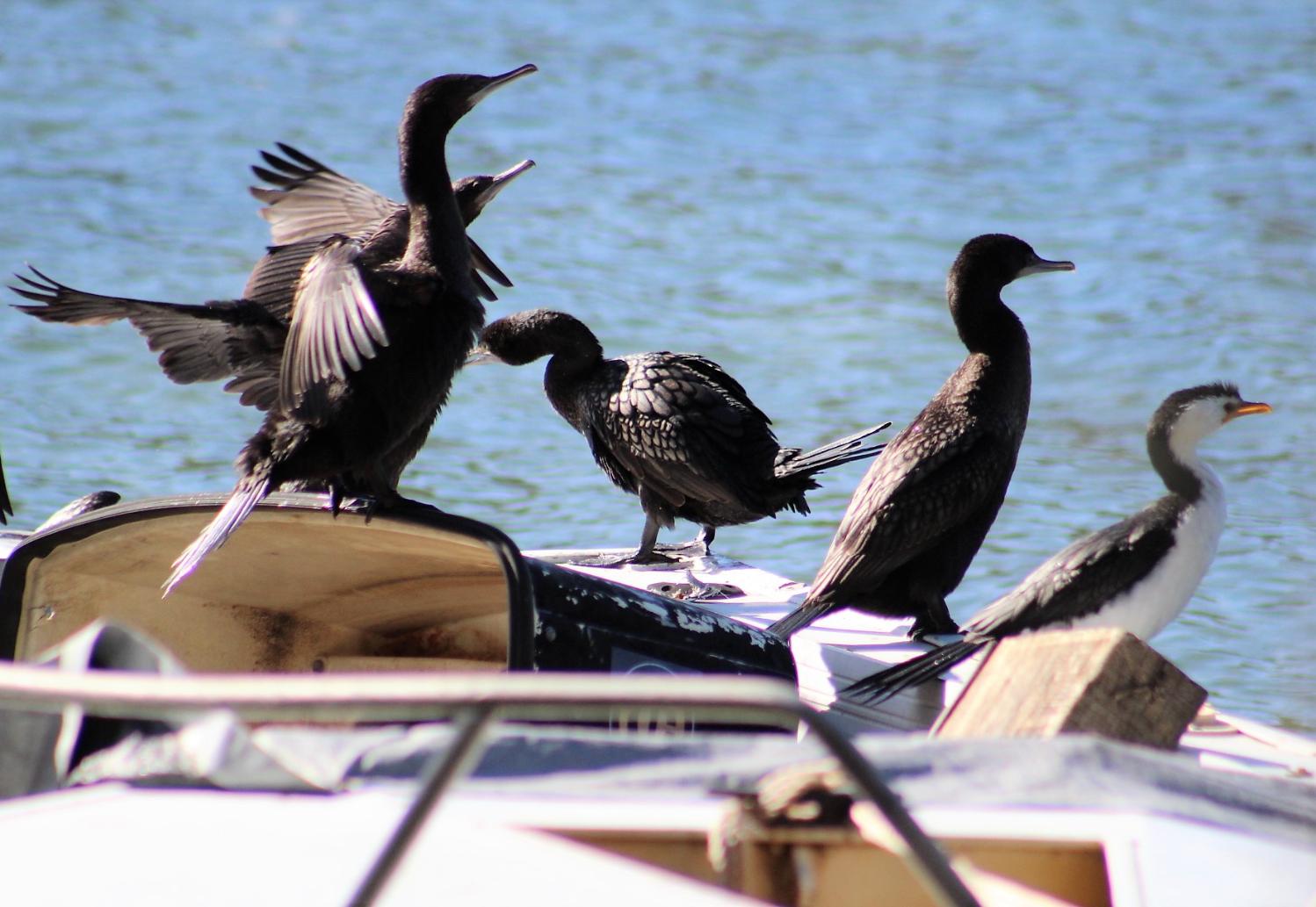 Pittwater Online News